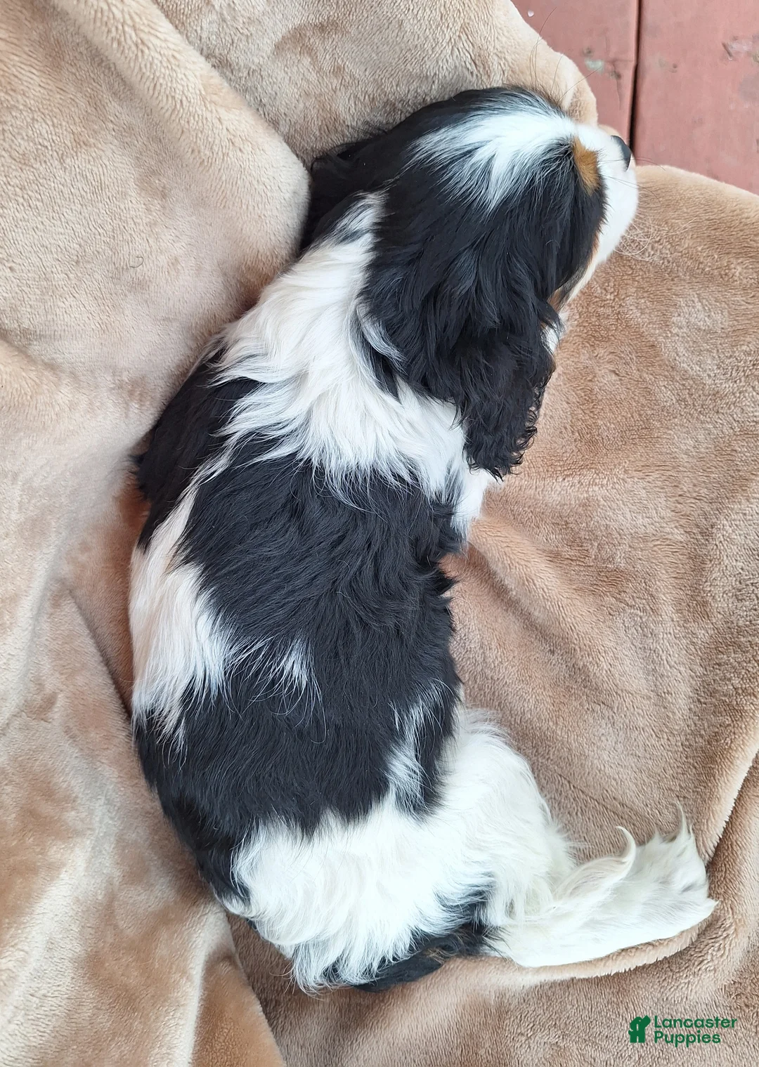Cavalier King Charles Spaniel dogs for sale: Max - Ad 4