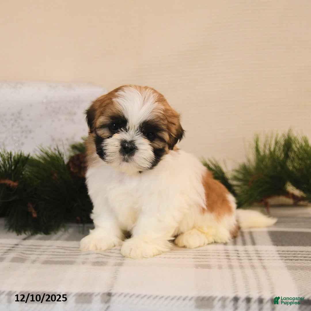 Shih Tzu dogs for sale: Lola - Ad 2