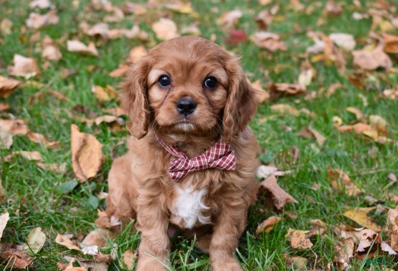 Cavalier King Charles Spaniel dogs for sale: Vincent - Ad 38