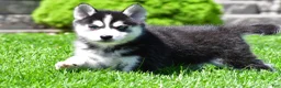 Pomsky dogs for sale: Ollie - Ad 4