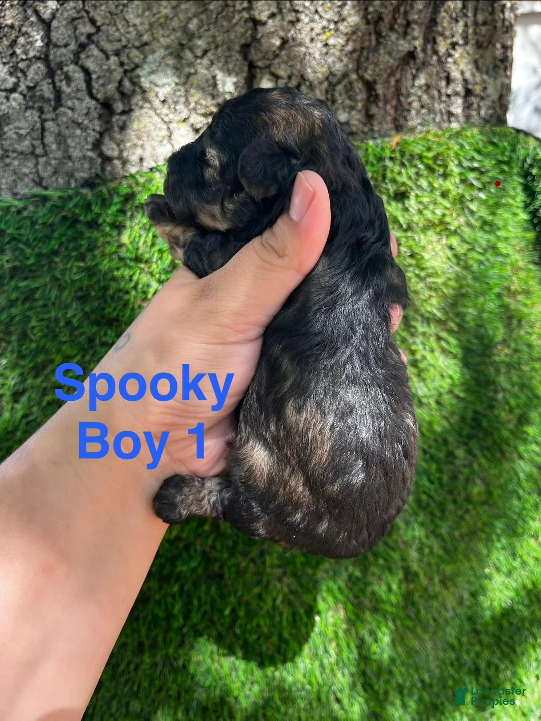 Shihpoo dogs for sale: Spooky  - Ad 2