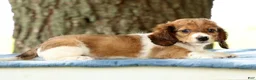 Miniature Dachshund dogs for sale: Jesse - Ad 8