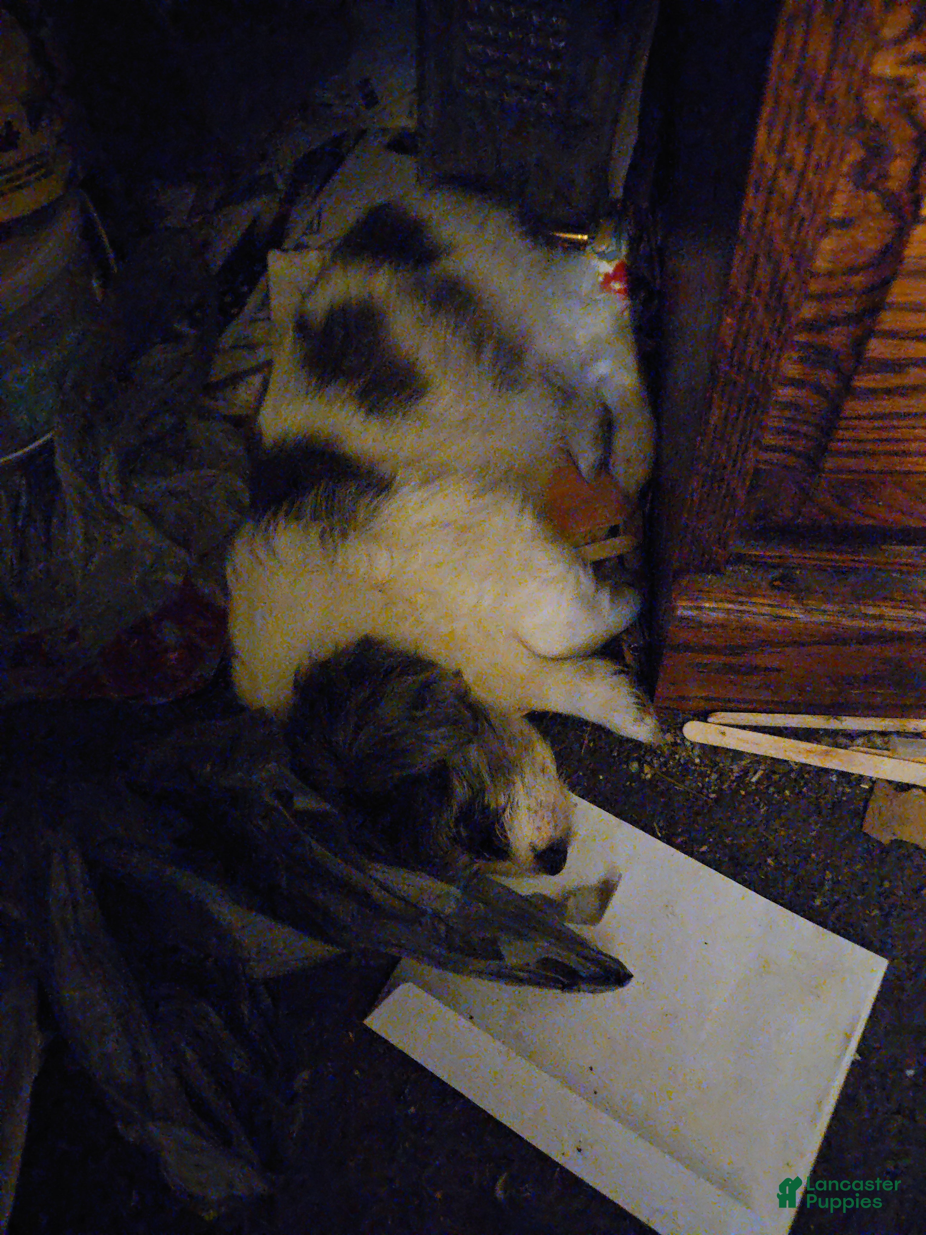 Mixed Breed dogs Mixed Breed Puppy 2 - Ad 25