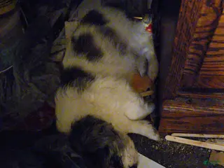 Mixed Breed dogs Mixed Breed Puppy 2 - Ad 25