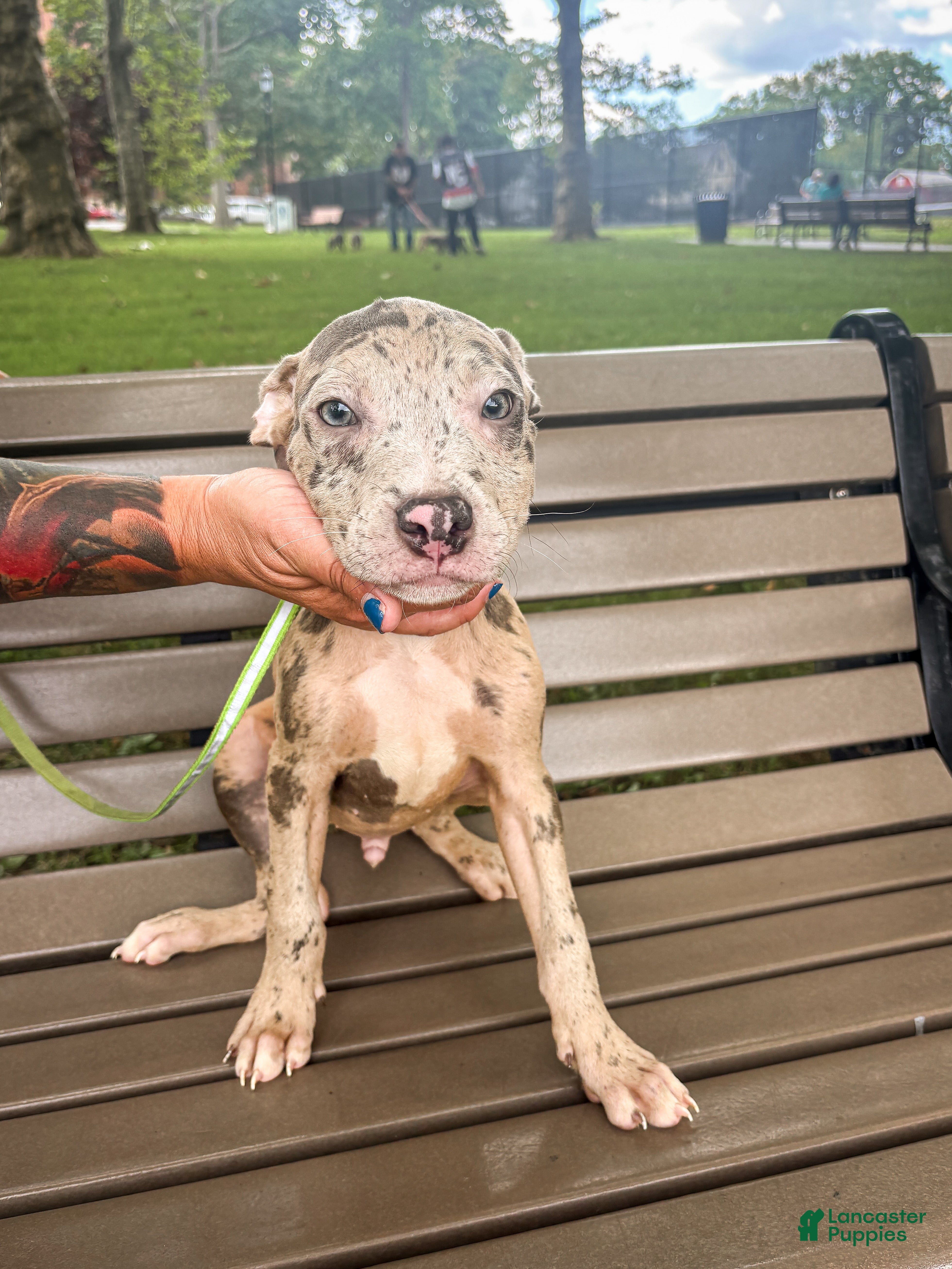 Mixed Breed dogs Mixed Breed 2 - Ad 1