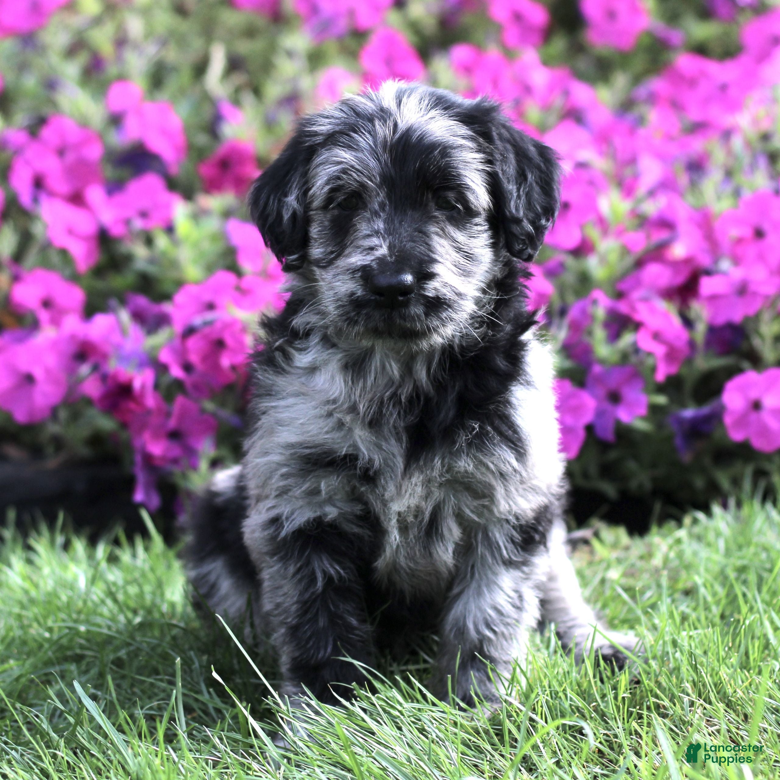 Labradoodle dogs Maddie  - Ad 2