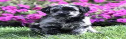 Labradoodle dogs for sale: Maddie  - Ad 2