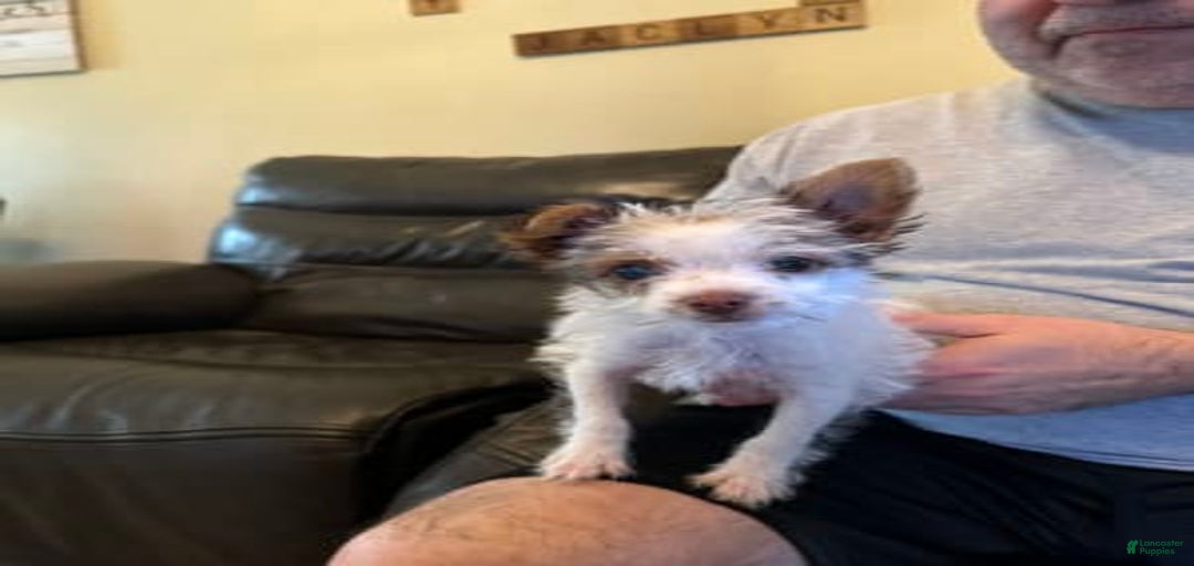 Gallery Image {{count}}