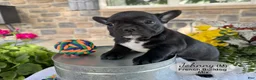 Mixed Breed dogs for sale: Johnny - Ad 3