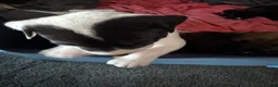 American Pit Bull Terrier dogs for sale: American Pit Bull Terrier 3 - Ad 13