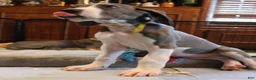 Great Dane dogs for sale: Diamond - Ad 10