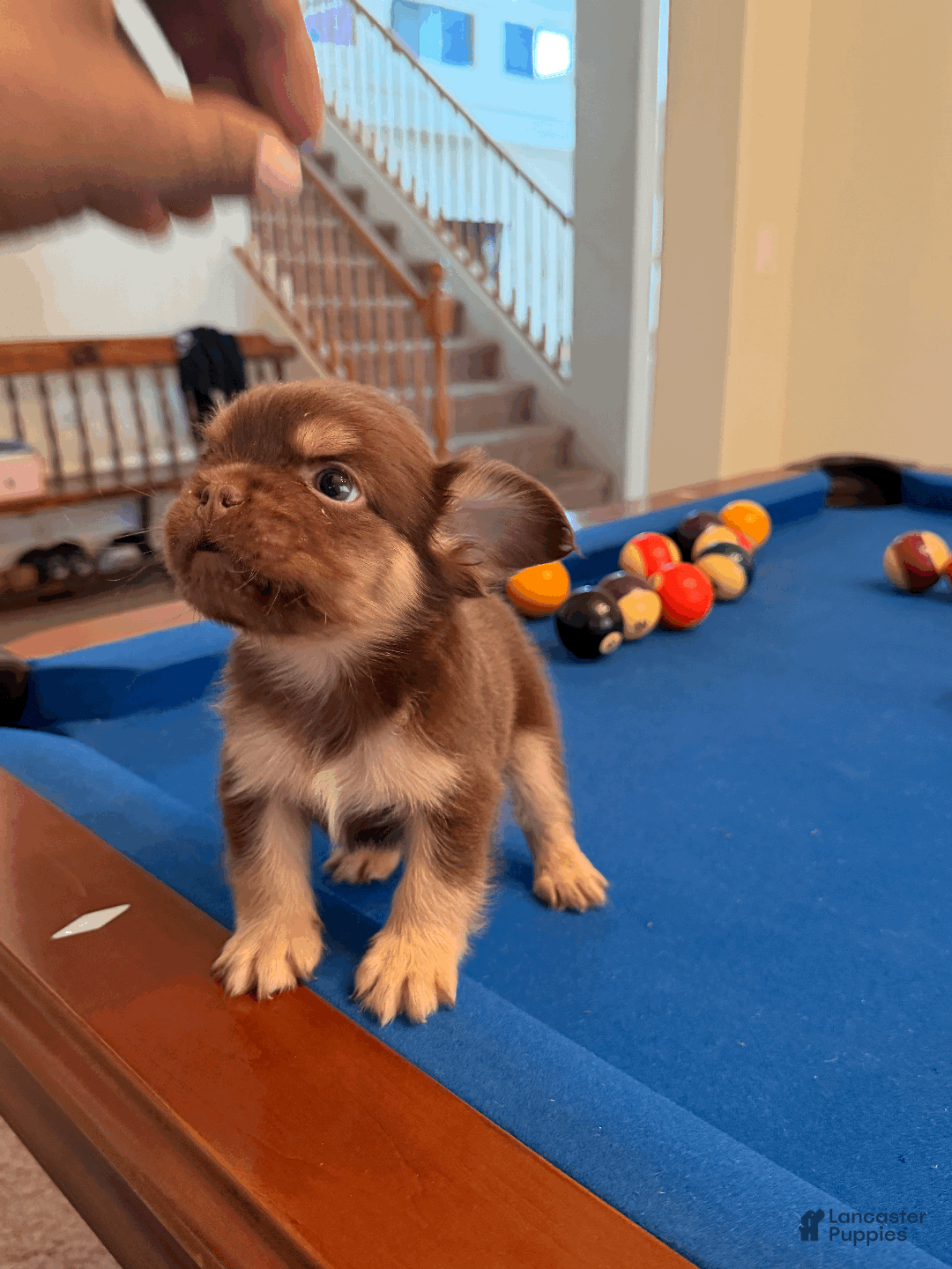 French Bulldog dogs for sale: French Bulldog Puppy 2 - Ad 4