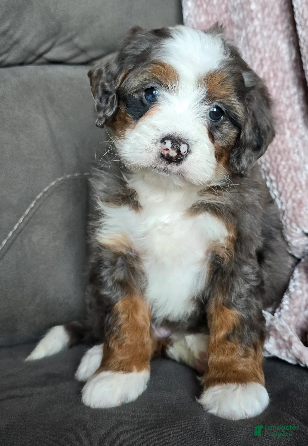 Mini Bernedoodle dogs for sale: Mini Izzy - Ad 17