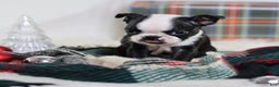 Boston Terrier dogs for sale: Noir - Ad 2