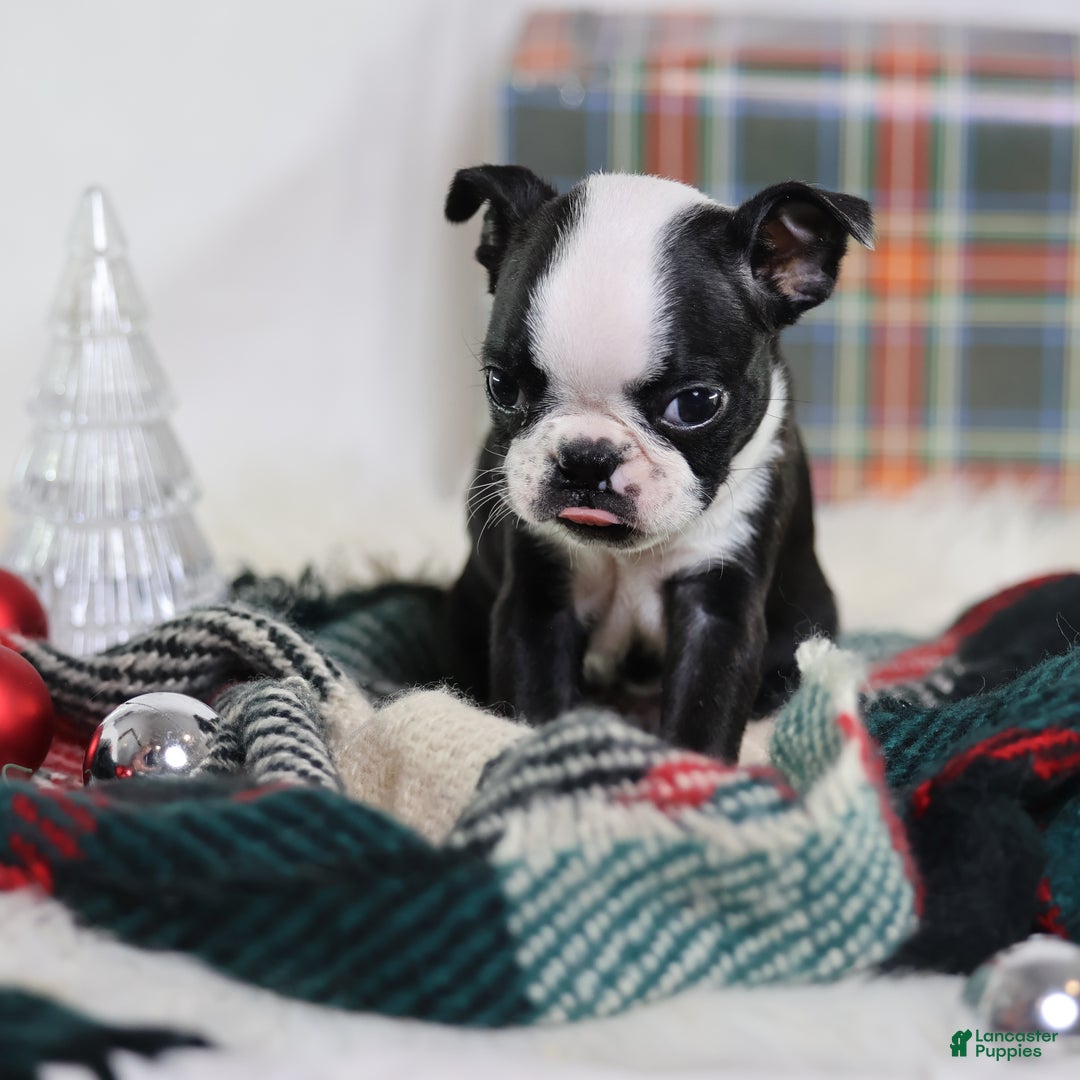 Boston Terrier dogs for sale: Noir - Ad 2