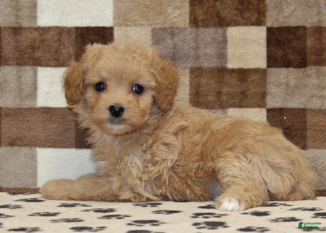 Mixed Breed dogs for sale: Marley - Ad 2