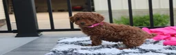 Miniature Poodle dogs for sale: Sally - Ad 10
