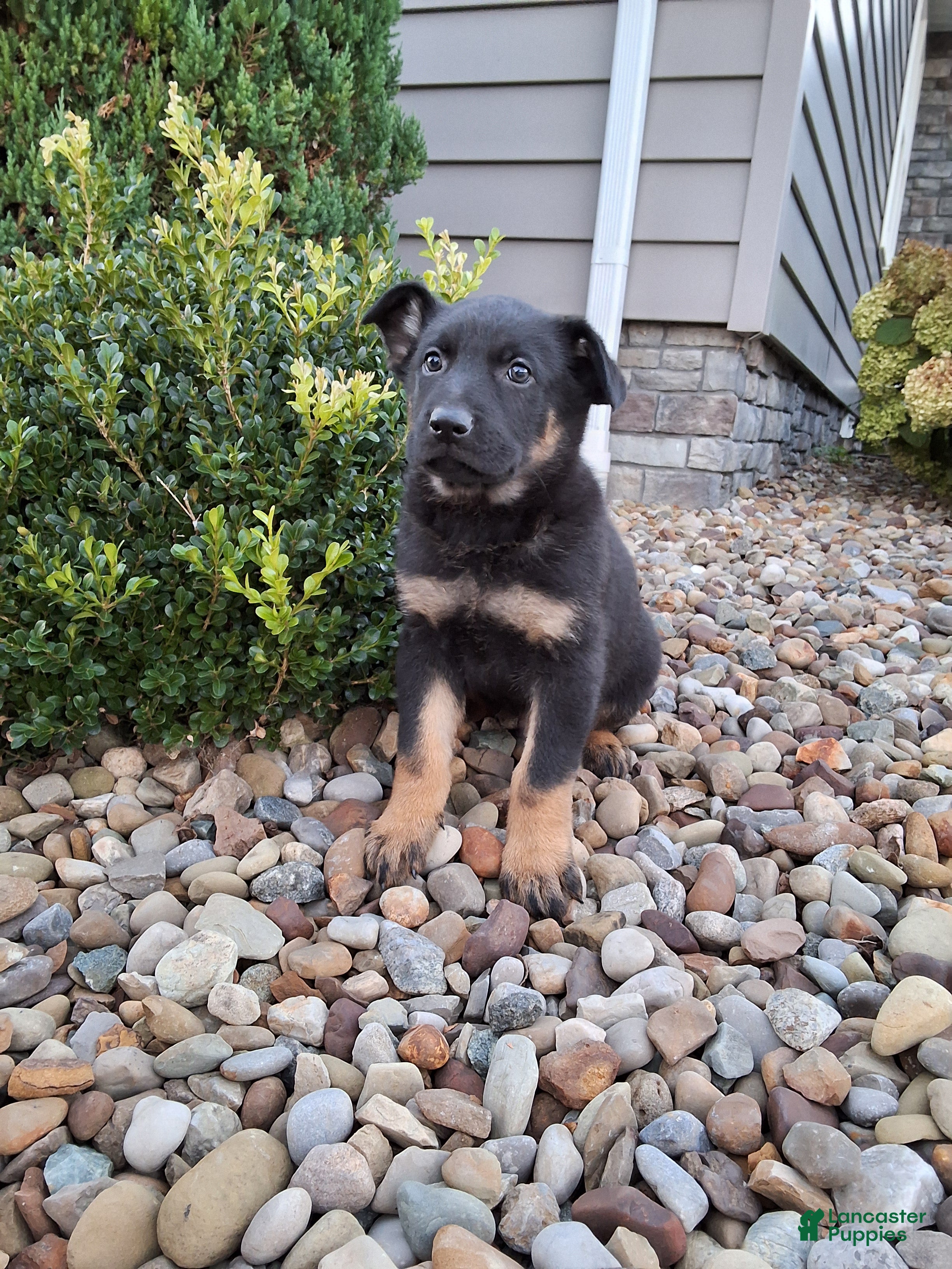 German Shepherd dogs Zeus - Ad 1