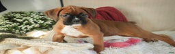 Boxer dogs for sale: Callie - Ad 5