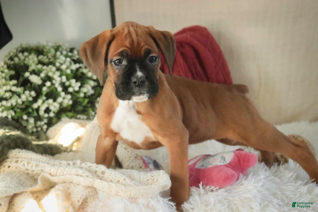 Boxer dogs for sale: Callie - Ad 5