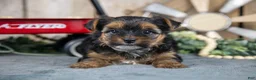 Yorkshire Terrier dogs for sale: Haley - Ad 3