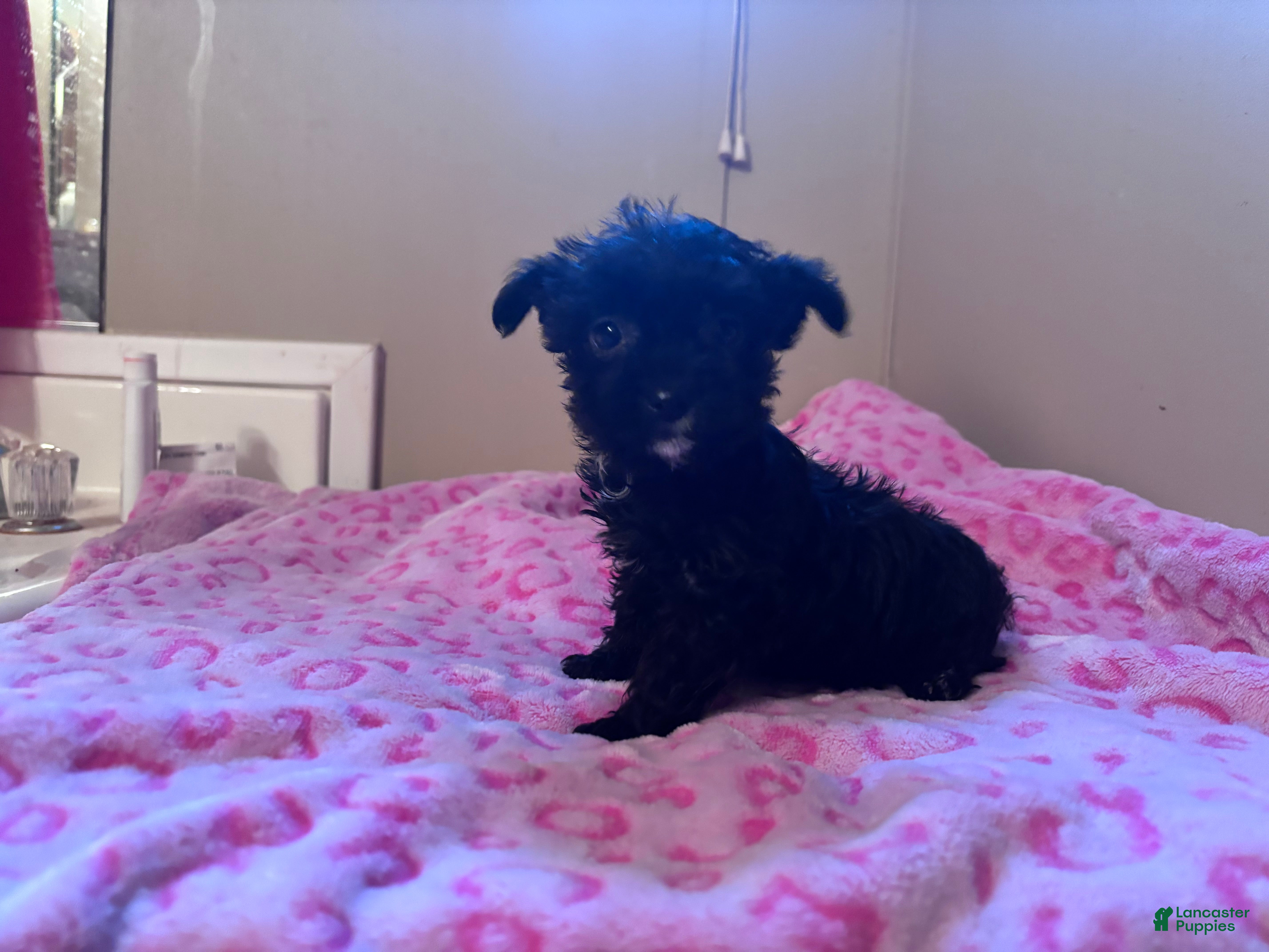 Yorkiepoo dogs Yorkiepoo Puppy 2 - Ad 38