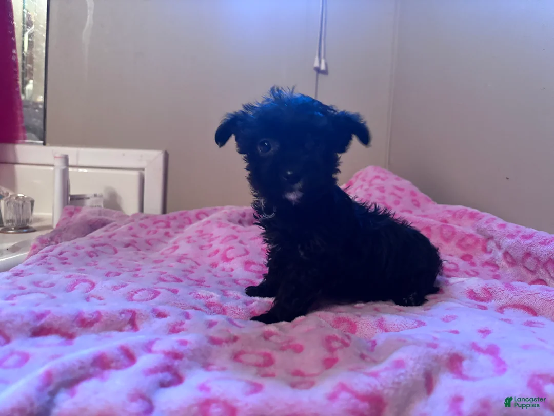 Yorkiepoo dogs for sale: Yorkiepoo Puppy 2 - Ad 1