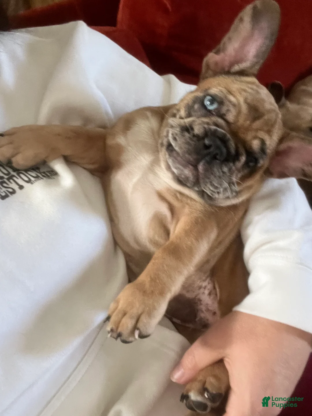 French Bulldog dogs for sale: Jasper - Ad 4