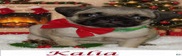 Pug dogs for sale: Kalia - Ad 1