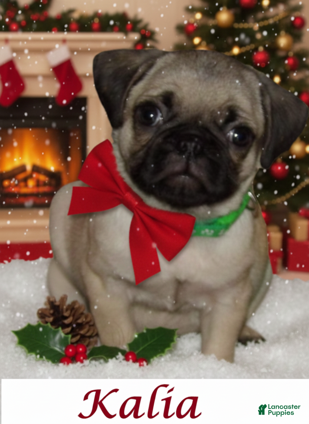 Pug dogs for sale: Kalia - Ad 1