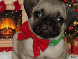 Pug dogs Kalia - Ad 5