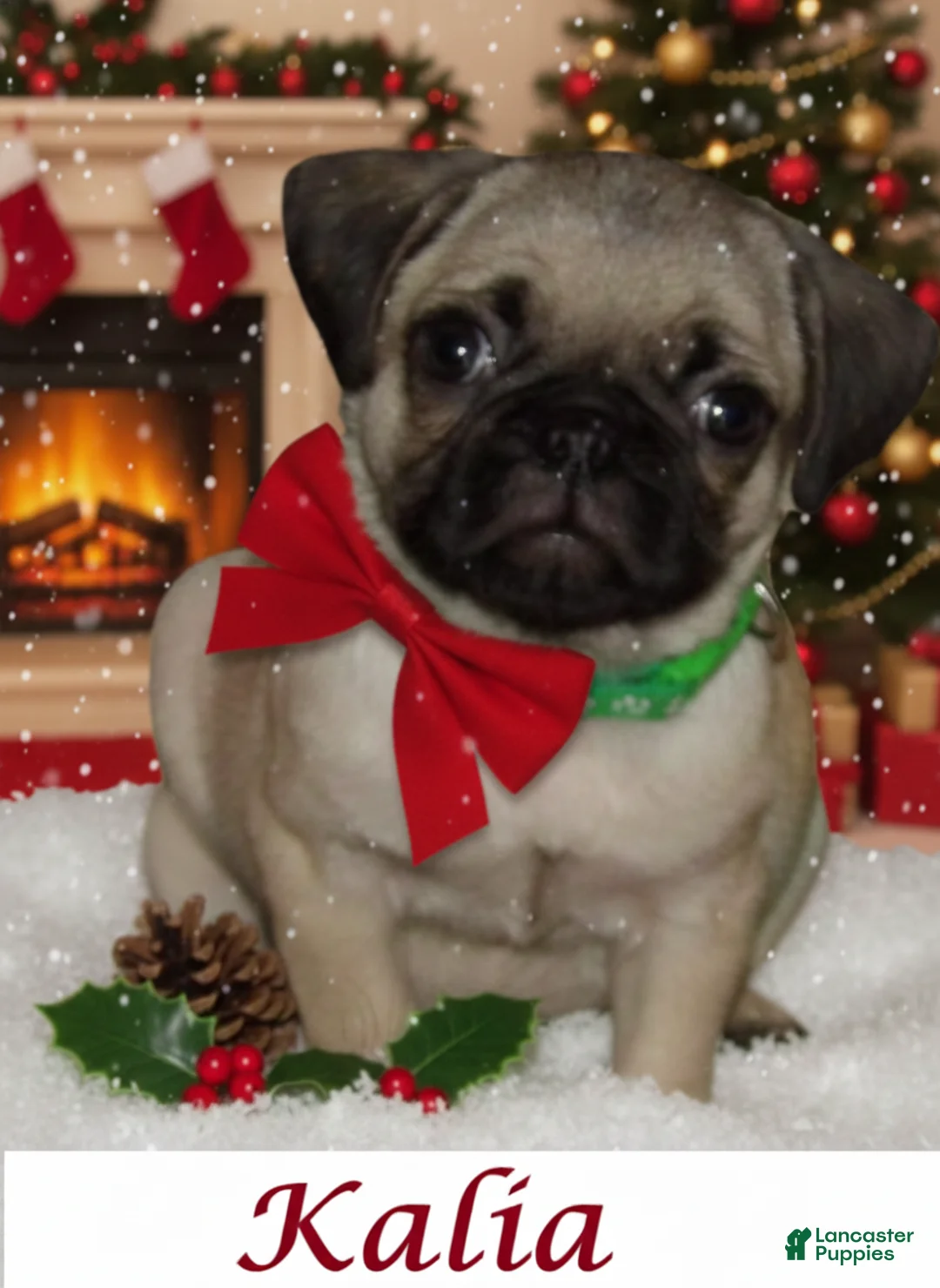 Pug dogs for sale: Kalia - Ad 1