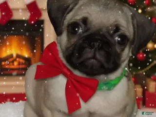 Pug dogs Kalia - Ad 4