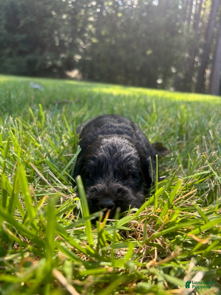 Goldendoodle dogs Slate - Ad 2