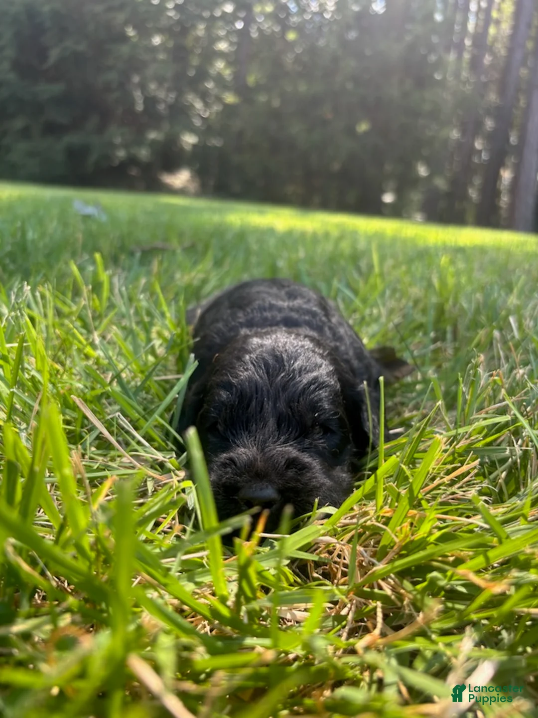 Goldendoodle dogs for sale: Slate - Ad 2