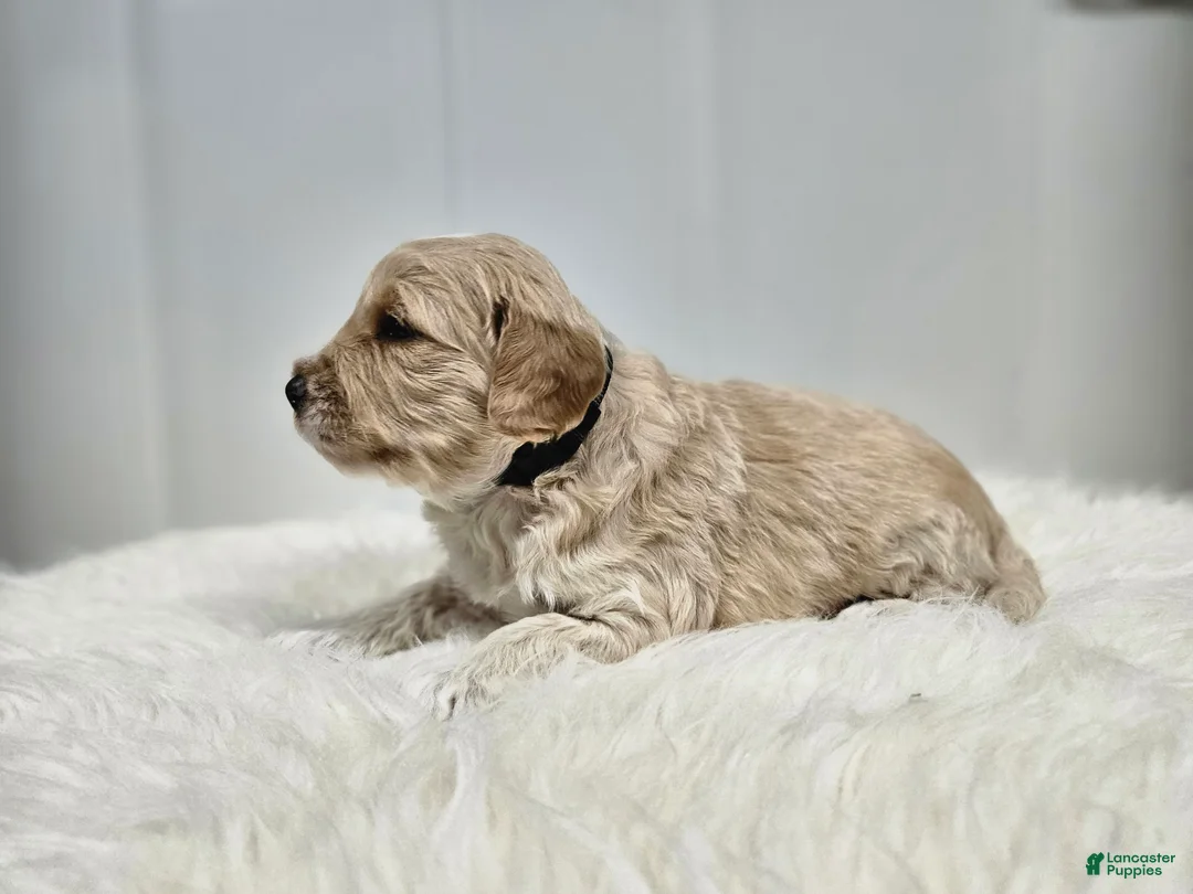 Mini Goldendoodle dogs for sale: Tanner - Ad 2