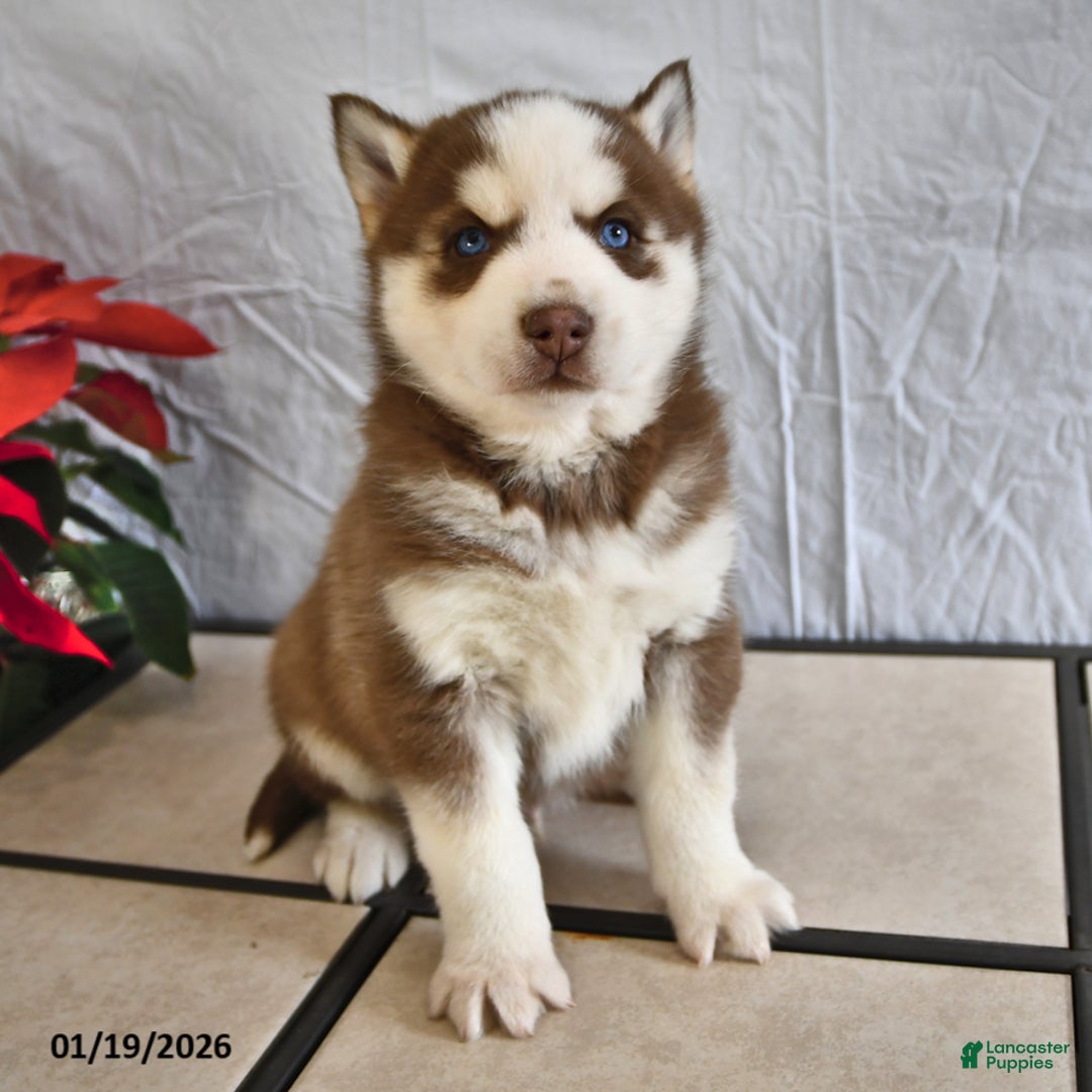 Siberian Husky dogs for sale: Rocky - Ad 1