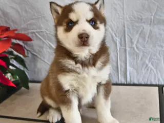 Siberian Husky dogs Rocky - Ad 10