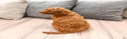 Mini Goldendoodle dogs for sale: Angel - Ad 5