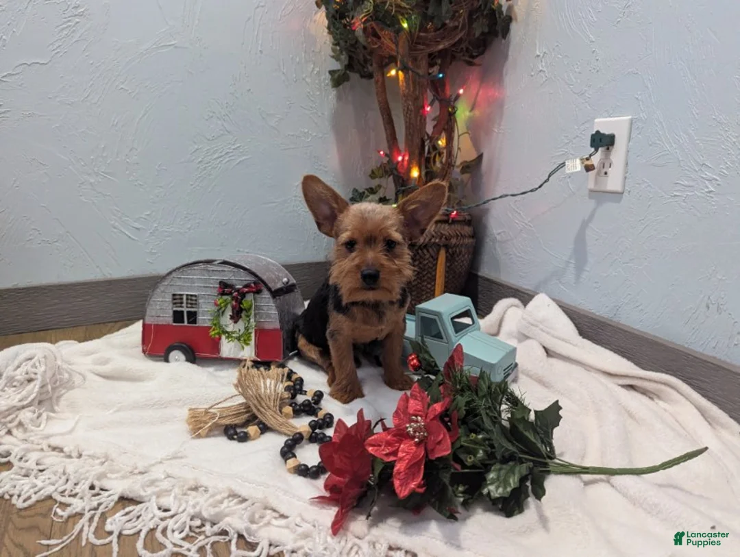 Yorkshire Terrier dogs for sale: Moose - Ad 9