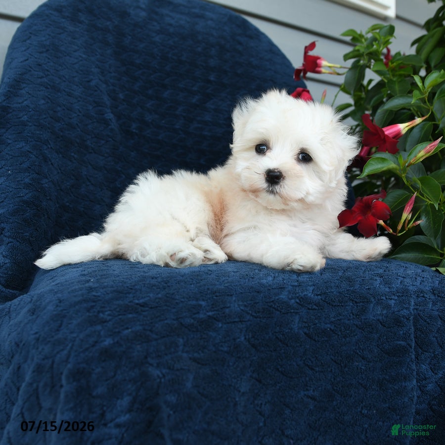 Maltese dogs Lilac - Ad 2