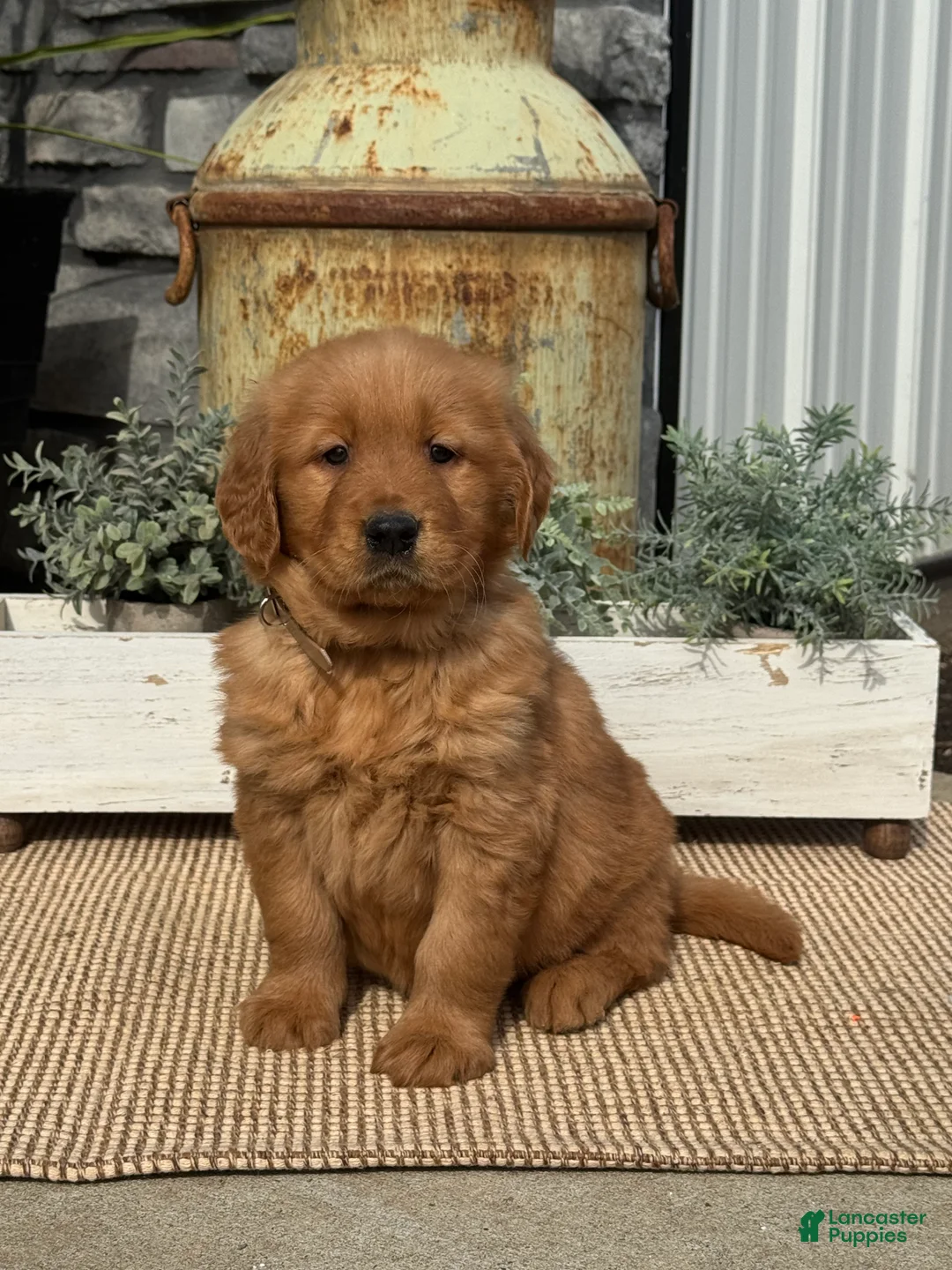 Golden Retriever dogs for sale: Brownie - Ad 2