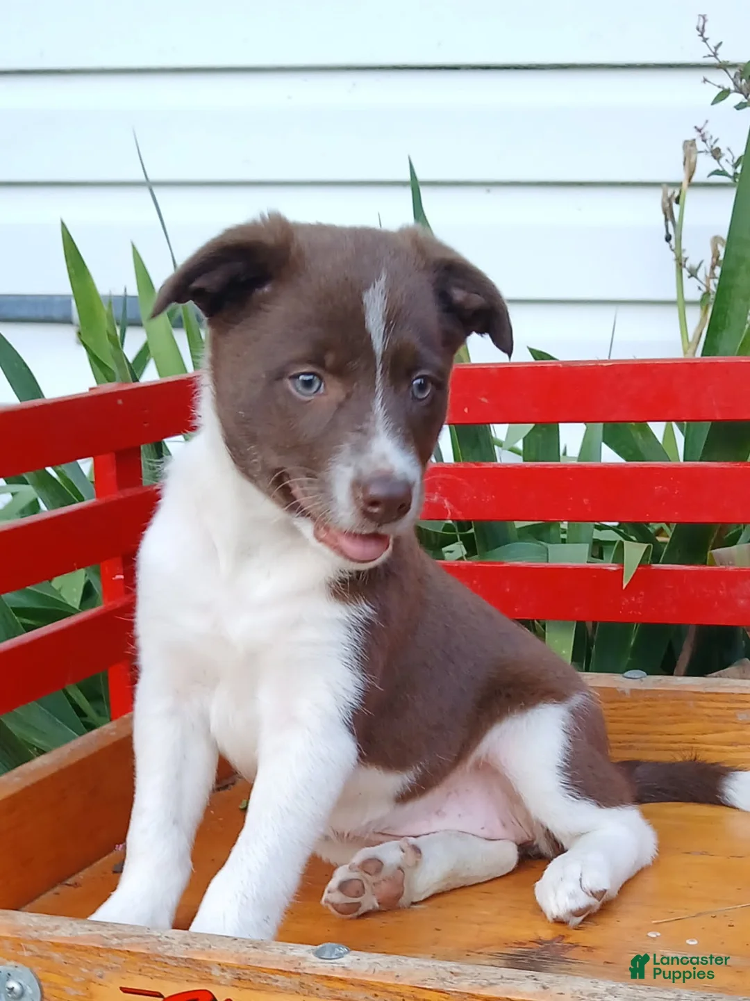 Border Collie dogs for sale: Jelly - Ad 1