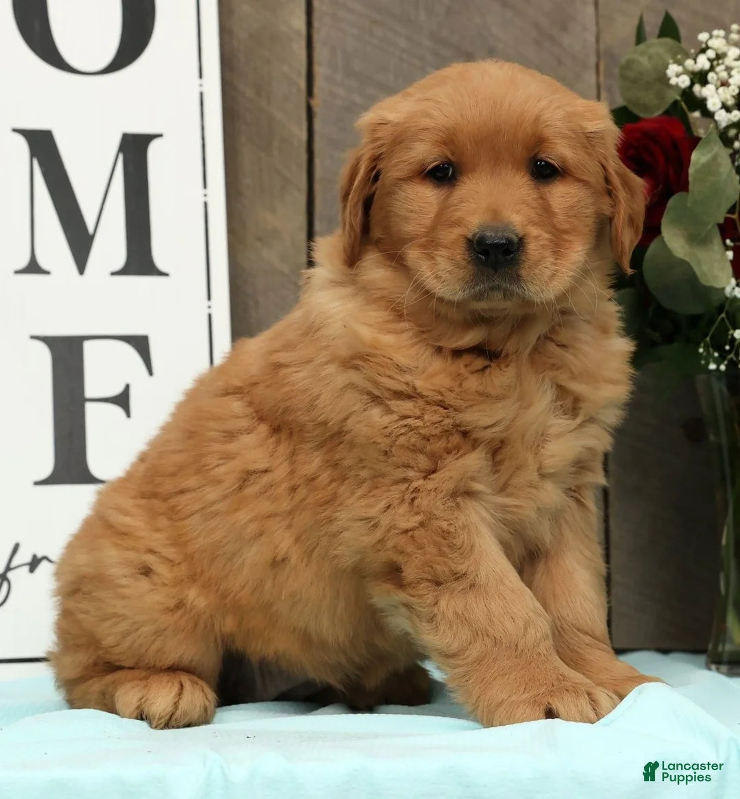 Golden Retriever dogs for sale: Addie - Ad 3