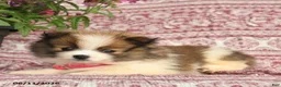 Pomeranian dogs for sale: May - Ad 3