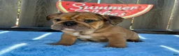 English Bulldog dogs for sale: Lipa - Ad 9