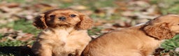 Cavalier King Charles Spaniel dogs for sale: Angel - Ad 3
