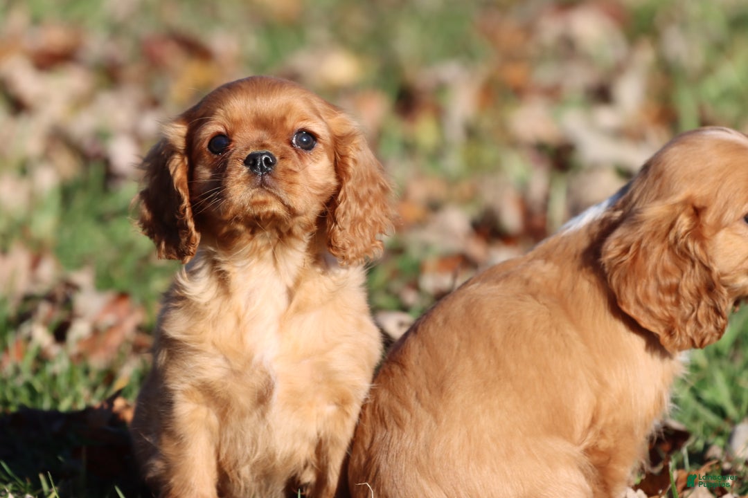 Cavalier King Charles Spaniel dogs for sale: Angel - Ad 3