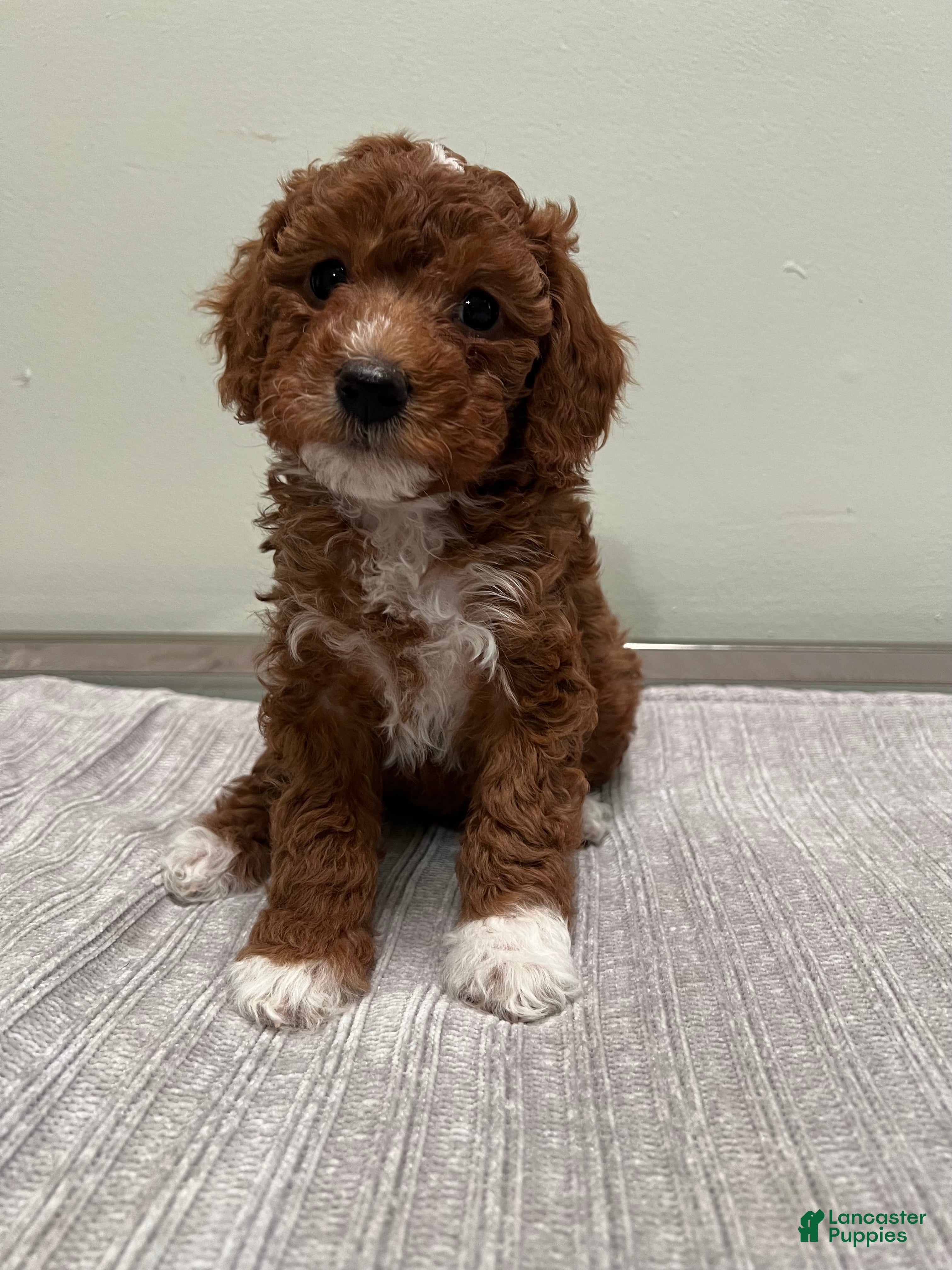 Mini Goldendoodle dogs Harley - Ad 1