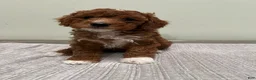 Mini Goldendoodle dogs for sale: Harley - Ad 1